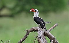 Von der Decken's Hornbill